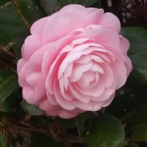 Meet your Posher, Rhonda